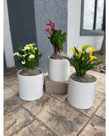 Calla Lily Plant Plant