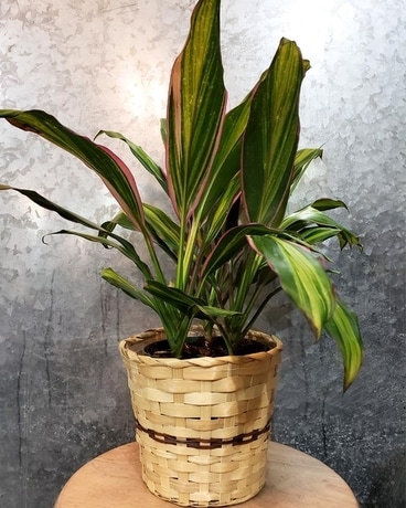Dracaena Plant Plant