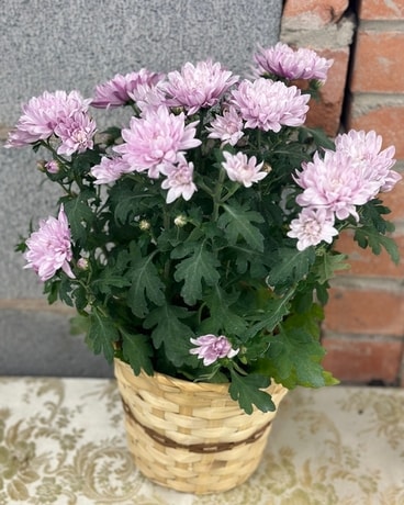 Mum Plant in Wicker Basket Plant