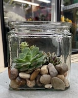 In 5" Cube size,  inches height and  inches wide.