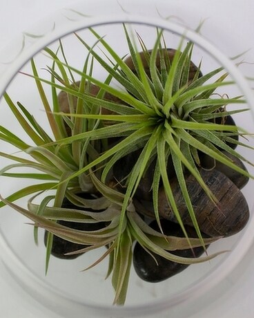 Tillandsia Bowl Garden Plant
