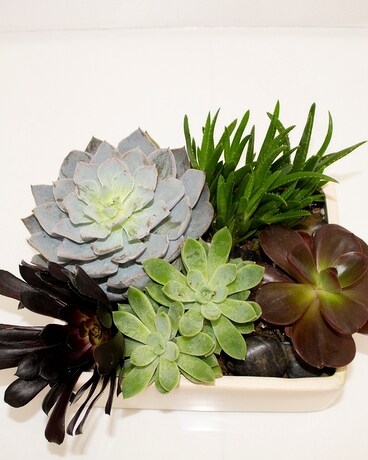 Succulent Squared Plant
