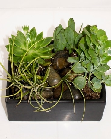 Succulent and Tillandsia Garden Plant