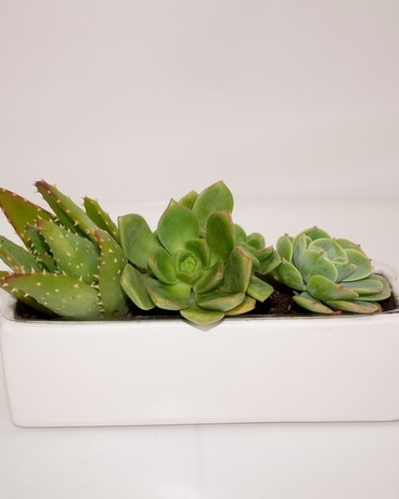 Mini Succulent Planter Plant