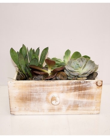 Drawer of Succulents Plant