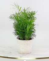 6in Wicker Basket size,  inches height and  inches wide.