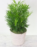 8in Wicker Basket size,  inches height and  inches wide.