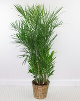 10in Wicker Basket size,  inches height and  inches wide.