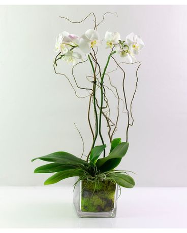Orchid Plant-White Flower Arrangement