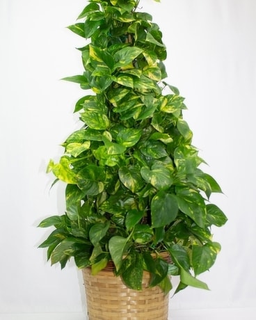 Pyramid Pothos Pole Flower Arrangement