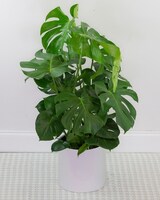 10in Ceramic size,  inches height and  inches wide.