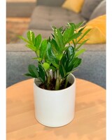 6in Ceramic size,  inches height and  inches wide.