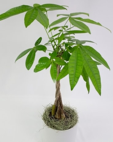 Money Tree Flower Arrangement