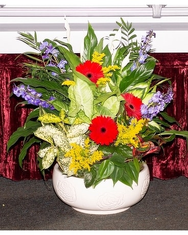Gentle Dish Garden Dish Garden Plant