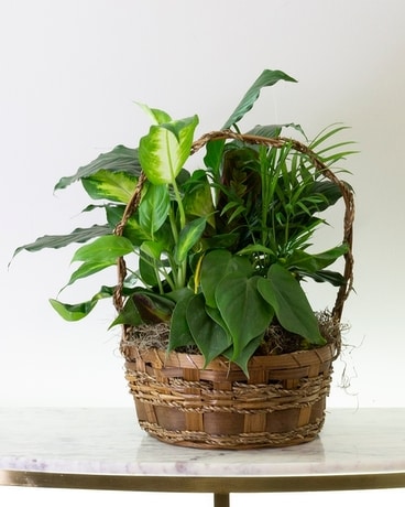 Dish Garden in Basket Dish Garden Plant