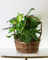 10in Wicker Basket size,  inches height and  inches wide.
