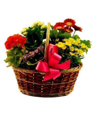 Basket Of Blooms Plant