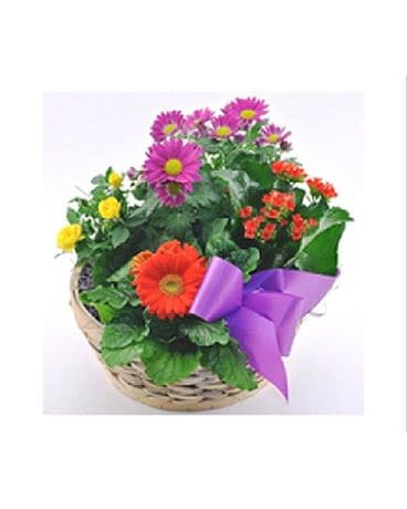 Blooming Basket Plant