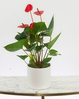 6in Ceramic size,  inches height and  inches wide.