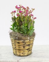 Standard - 6" Basket size,  inches height and  inches wide.