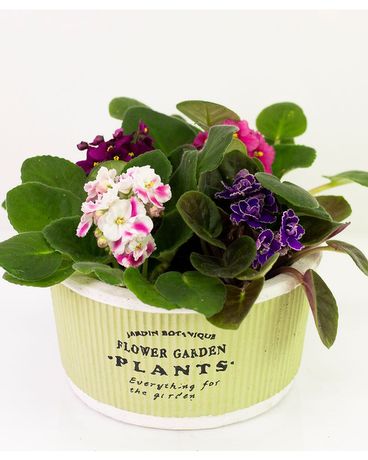 African Violet Garden Flower Arrangement