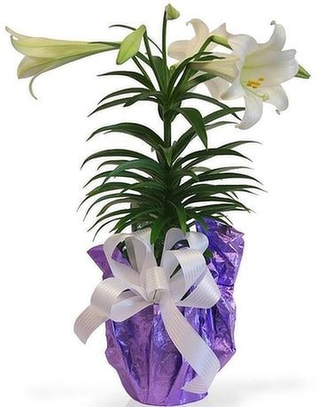 Blooming Easter Lily Flower Arrangement