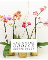 Standard - single orchid size,  inches height and  inches wide.