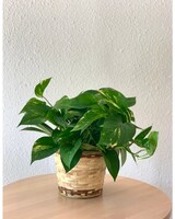 6in Wicker size,  inches height and  inches wide.
