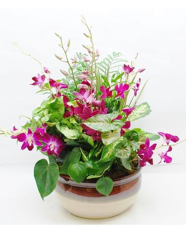 Green Dish Garden with Dendrobium Orchids Dish Garden Plant