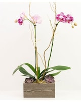 Orchid + Succulents size,  inches height and  inches wide.