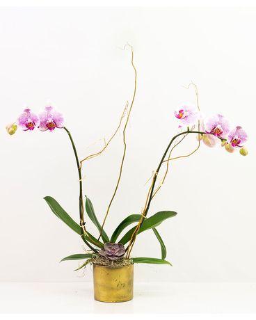 Golden Romance Orchid Flower Arrangement