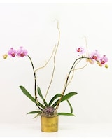 Standard - Orchid + Succulent size,  inches height and  inches wide.