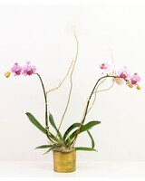 Deluxe - Orchid + Air Plant size,  inches height and  inches wide.