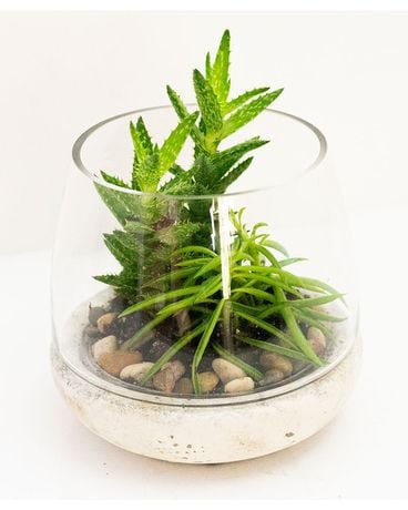 Cement + glass terrarium Plant