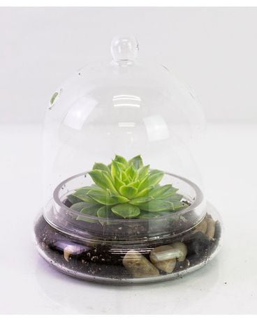 Succulents in a Cloche Plant