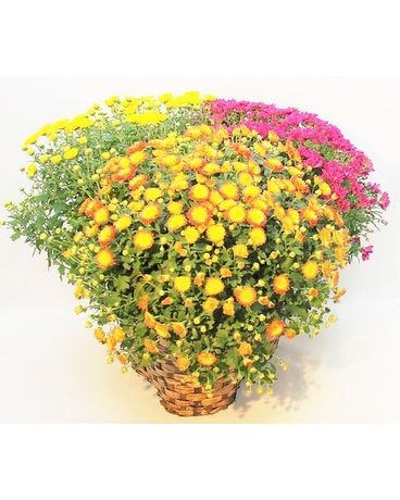 Triple Daisy Mum Basket Flower Arrangement