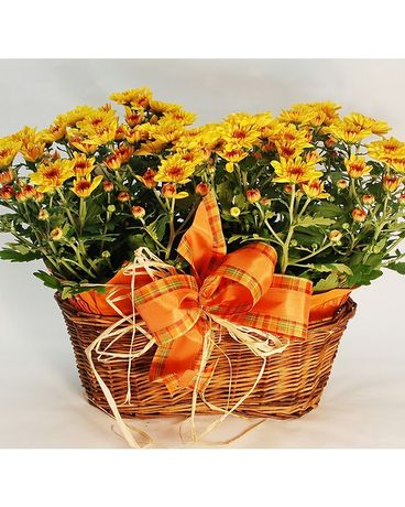 Double Mum Basket Plant