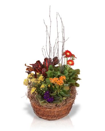 Autumn Blooming Basket Dish Garden Plant