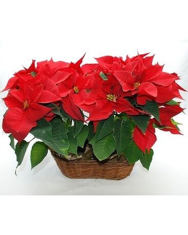 Double Poinsettia Basket Plant