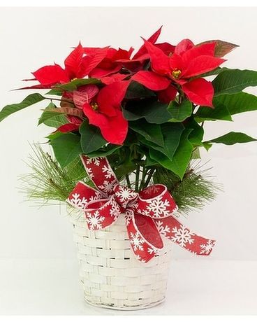 poinsettia flower arrangements