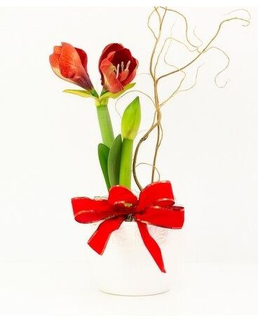 Potted Amaryllis Flower Arrangement