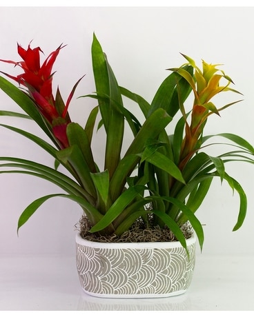 Bromeliad Garden Flower Arrangement