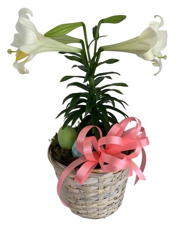 Blooming Easter Lily Flower Arrangement