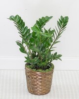 8in Wicker Basket size,  inches height and  inches wide.
