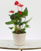 6in Wicker Basket size,  inches height and  inches wide.