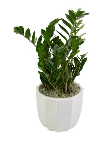The Zenzi Plant Flower Arrangement