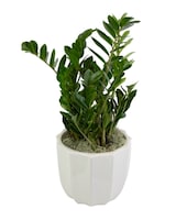 10in Ceramic size,  inches height and  inches wide.