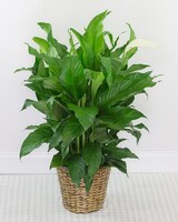 10in Wicker Basket size,  inches height and  inches wide.