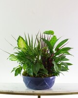 10in Ceramic size,  inches height and  inches wide.