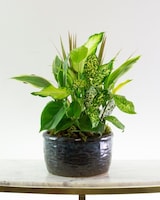 6in Ceramic size,  inches height and  inches wide.